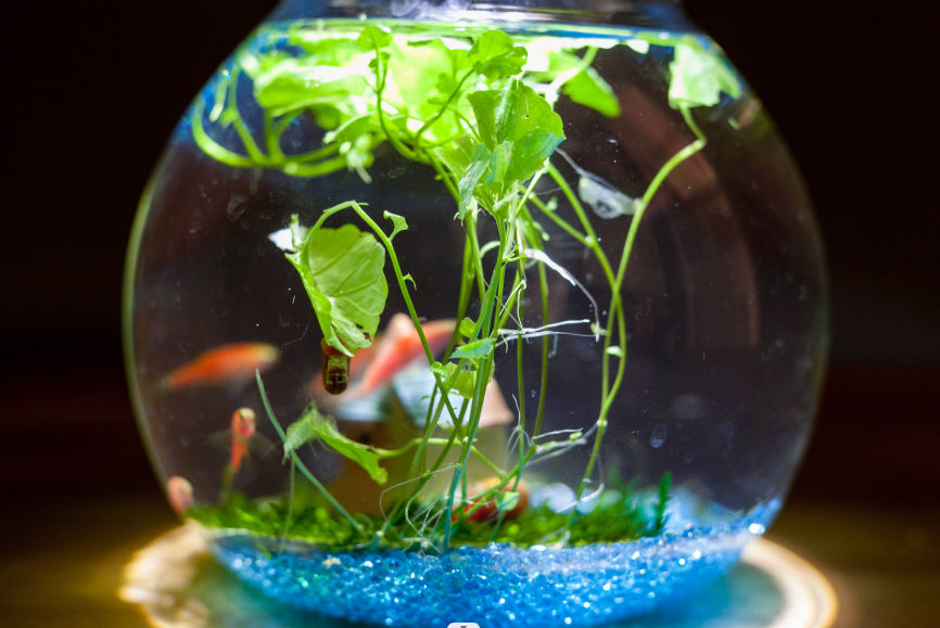 家中養幾條魚與生肖屬相的關系.png 家中養幾條魚與生肖屬相的關系.png