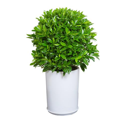 辦公室風(fēng)水植物怎么選 (2).png 辦公室風(fēng)水植物怎么選 (2).png