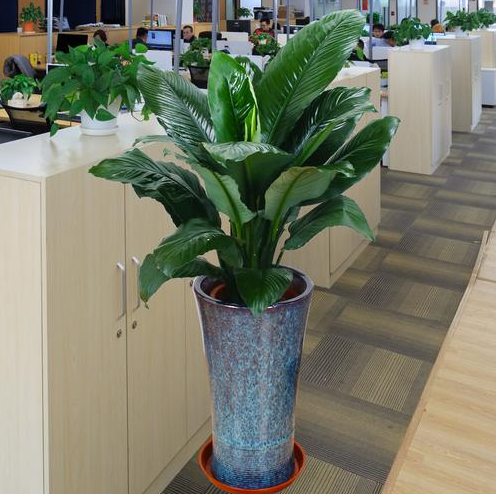 辦公室風(fēng)水植物養(yǎng)護(hù).png 辦公室風(fēng)水植物養(yǎng)護(hù).png
