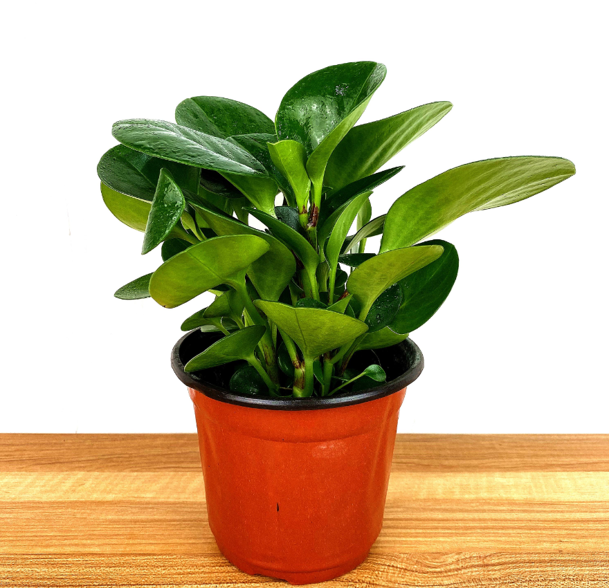 適合室內(nèi)養(yǎng)的植物花卉 (4).png 適合室內(nèi)養(yǎng)的植物花卉 (4).png
