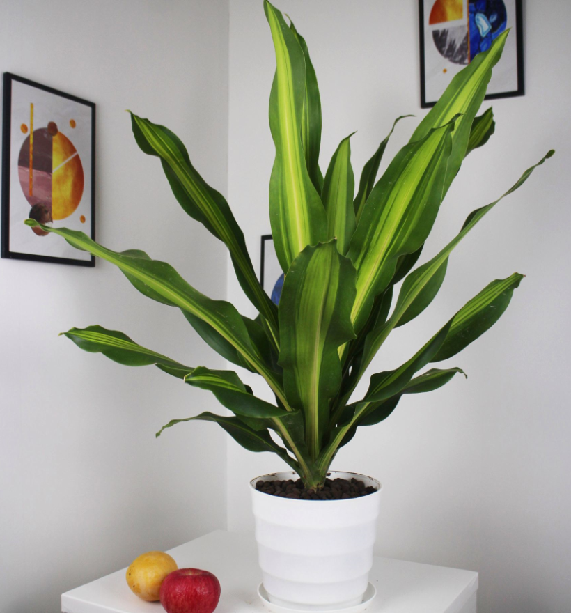 適合室內(nèi)養(yǎng)的植物花卉 (6).png 適合室內(nèi)養(yǎng)的植物花卉 (6).png