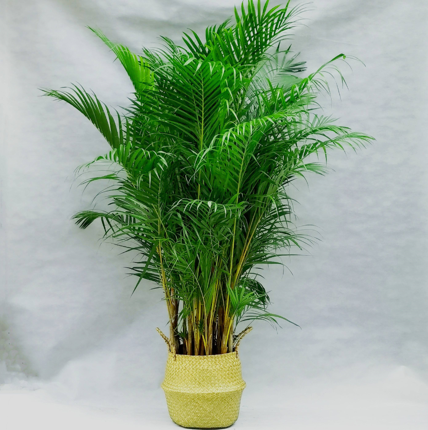 適合室內(nèi)養(yǎng)的植物花卉 (7).png 適合室內(nèi)養(yǎng)的植物花卉 (7).png