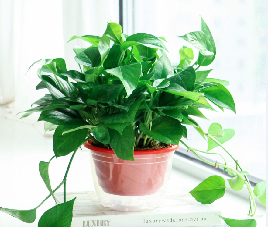適合室內(nèi)養(yǎng)的植物花卉 (8).png 適合室內(nèi)養(yǎng)的植物花卉 (8).png