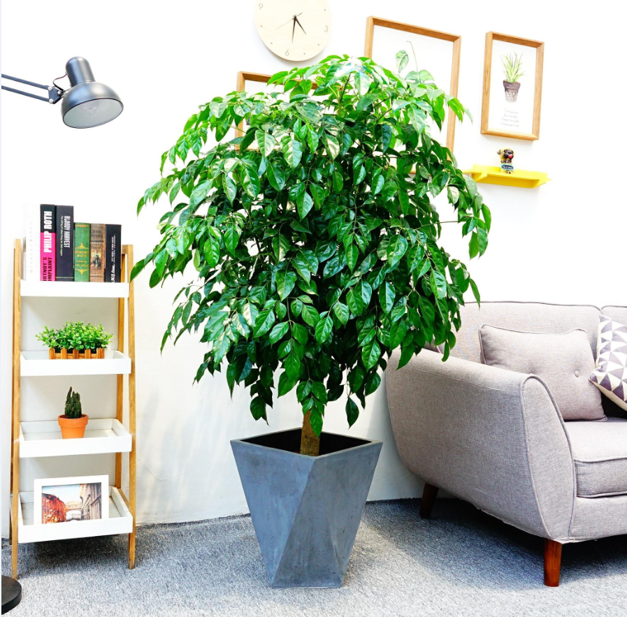 適合室內(nèi)養(yǎng)的植物花卉 (9).png 適合室內(nèi)養(yǎng)的植物花卉 (9).png