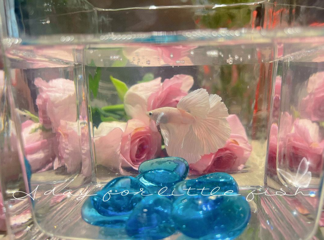 養(yǎng)斗魚風(fēng)水好嗎?.png 養(yǎng)斗魚風(fēng)水好嗎?.png
