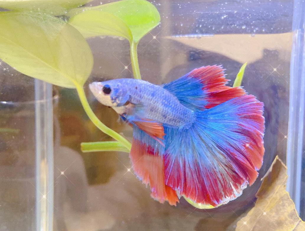 常見的風(fēng)水魚有哪些 (2).png 常見的風(fēng)水魚有哪些 (2).png