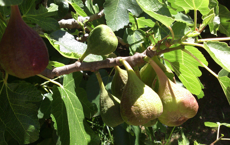 無(wú)花果是兇樹(shù)還是吉樹(shù).png 無(wú)花果是兇樹(shù)還是吉樹(shù).png