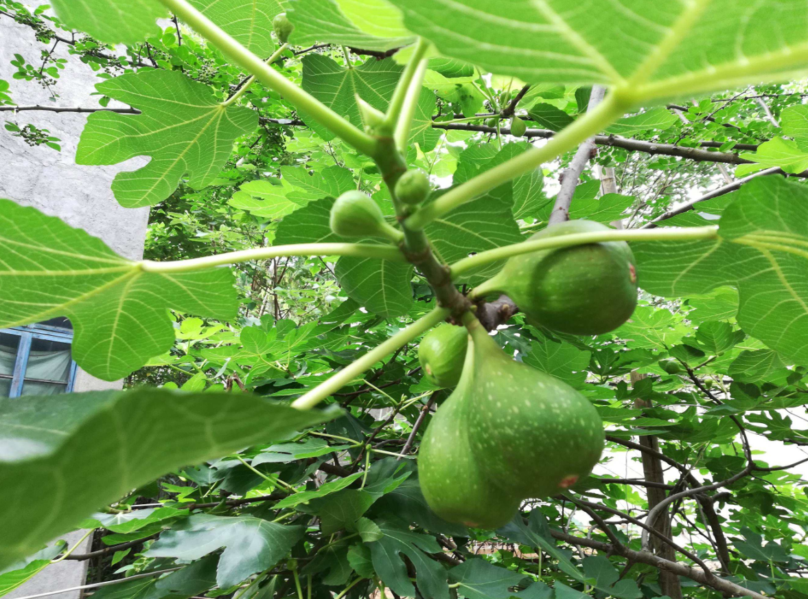 栽種無(wú)花果樹(shù)為什么不吉利 (2).png 栽種無(wú)花果樹(shù)為什么不吉利 (2).png