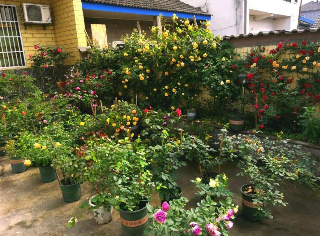 家里養花要注意什么? (3).png 家里養花要注意什么? (3).png