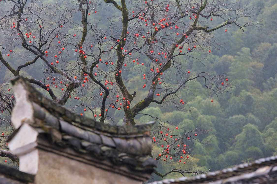 有院子不怕冷不怕熱,皮實好養的樹.png 有院子不怕冷不怕熱,皮實好養的樹.png